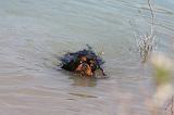 CAVALIER KING CHARLES 646